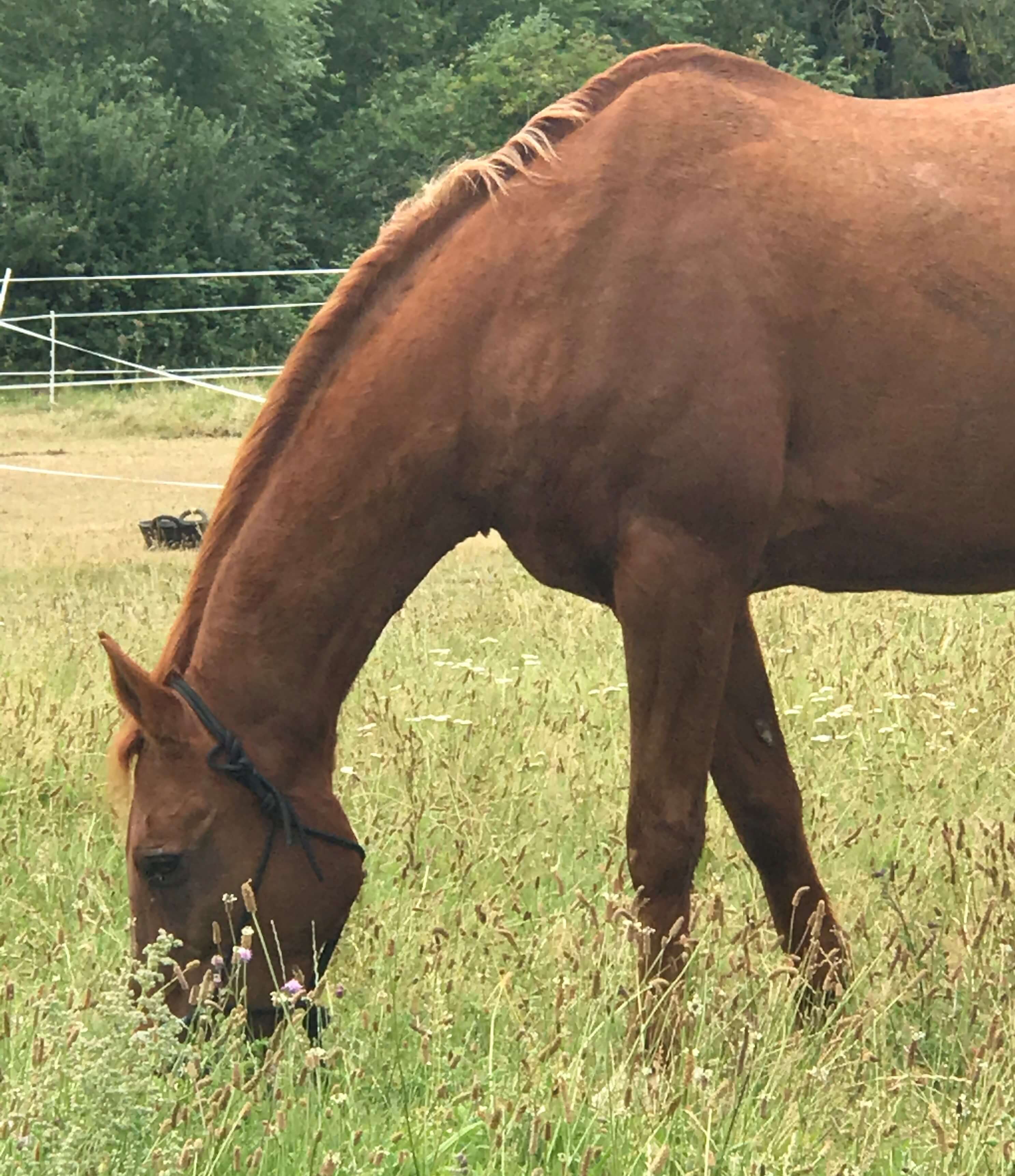 How to Become an Equine Vet Nurse